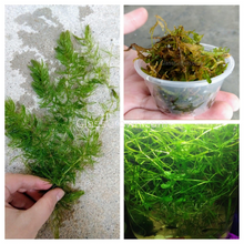 Load image into Gallery viewer, Shrimp Breeders Plant Pack-Aquatic Plants-Glass Grown-Sure!-Glass Grown Aquatics-Aquarium live fish plants, decor
