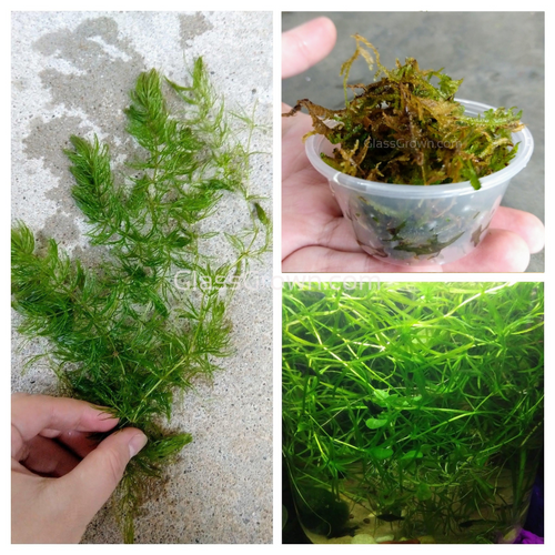 Guppy Grass  5 Live Floating Aquarium Plant Stems - Free Shipping - Yahoo  Shopping