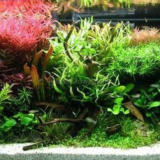 Spiderwood Medium – Nano Tank Driftwood and Moss Base