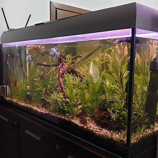 Aquarium Decoration - Spiderwood - Size Medium — greenproplant