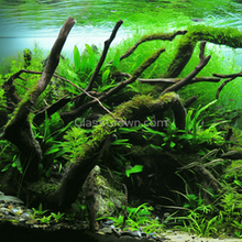 Load image into Gallery viewer, Spiderwood Driftwood Medium (6-10&quot;)-Aquarium Decor-Glass Grown-Glass Grown Aquatics-Aquarium live fish plants, decor
