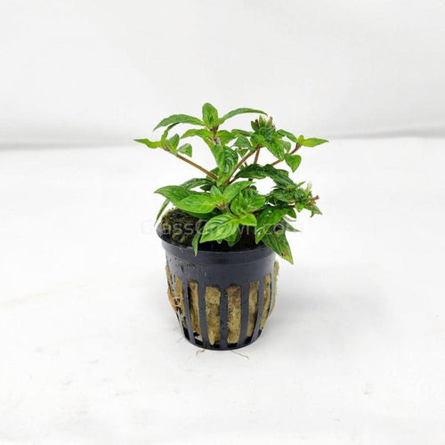 Potted Staurogyne sp 'Porto Velho'-Aquatic Plants-Glass Grown-Glass Grown Aquatics-Aquarium live fish plants, decor