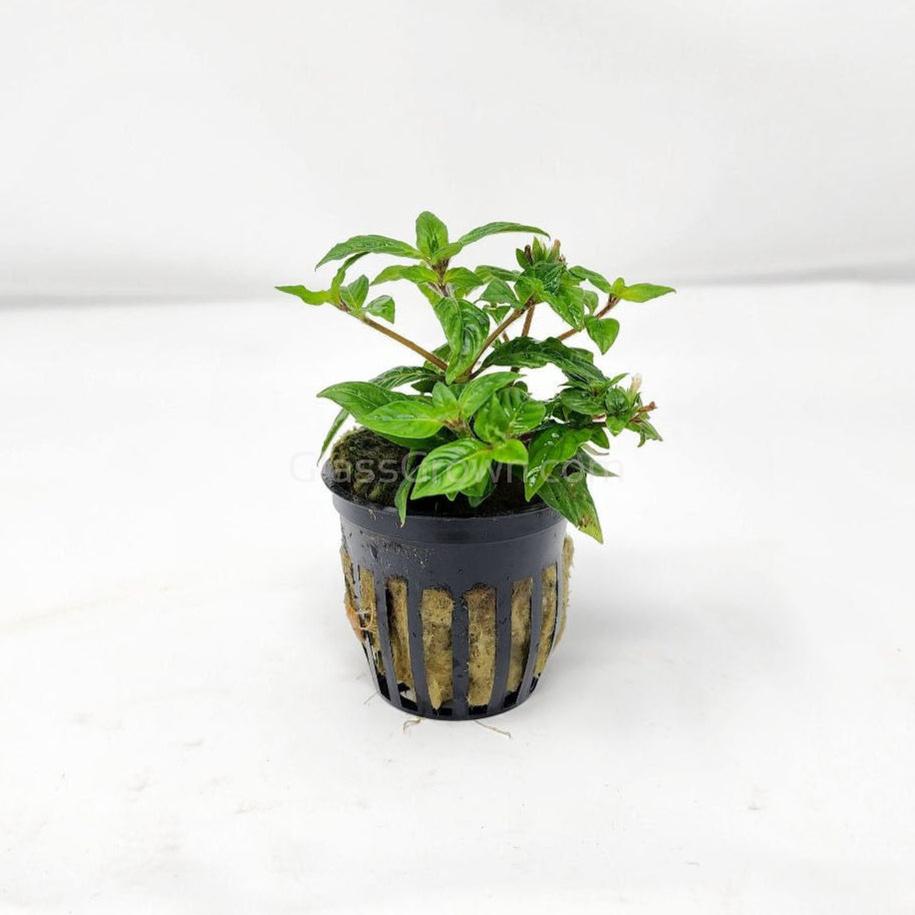 Potted Staurogyne sp 'Porto Velho'-Aquatic Plants-Glass Grown-Glass Grown Aquatics-Aquarium live fish plants, decor
