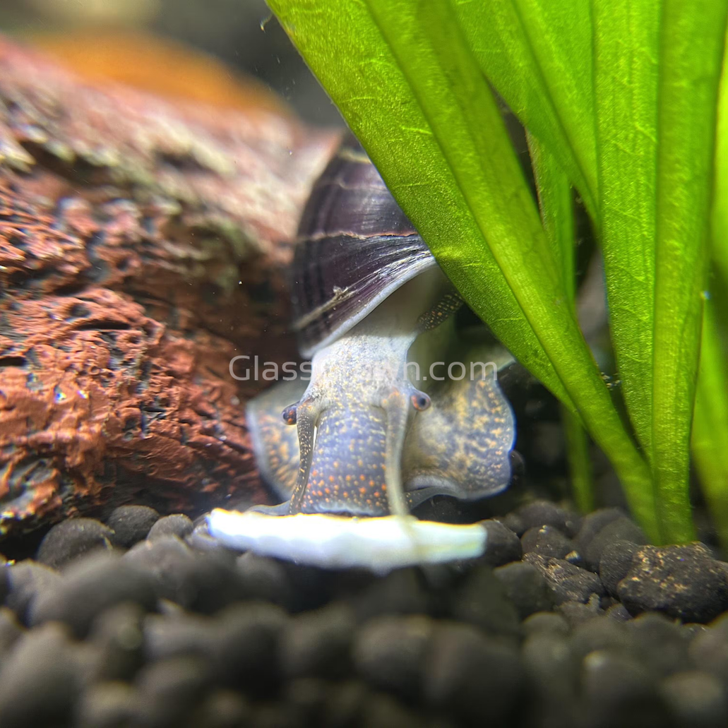 Dark Purple Mystery Snail-Live Animals-Glass Grown-Single Snail-Glass Grown Aquatics-Aquarium live fish plants, decor