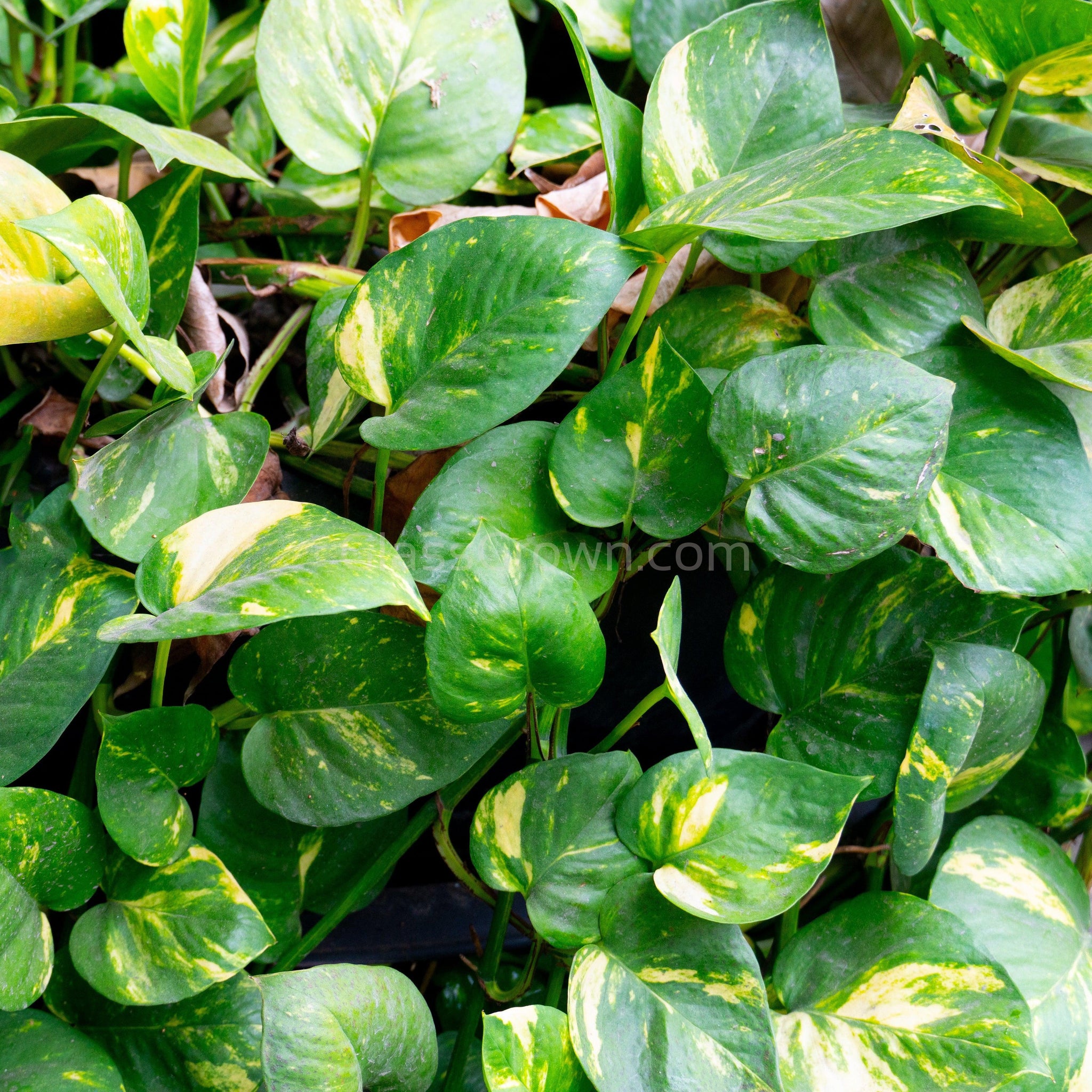 golden pothos for aquarium Golden' Pothos Stems or Pots – Glass Grown Aquatics