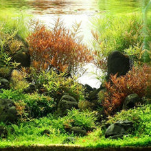 Load image into Gallery viewer, Mystery Bunch plant-Aquatic Plants-Glass Grown Aquatics-Single-Glass Grown Aquatics-Aquarium live fish plants, decor
