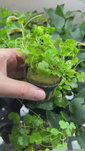 Load and play video in Gallery viewer, Potted Hydrocotyle tripartita Japan
