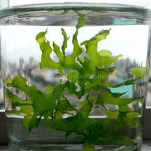 Load image into Gallery viewer, Süsswassertang 2oz-Aquatic Plants-Glass Grown Aquatics-One 2oz Cup-Glass Grown Aquatics-Aquarium live fish plants, decor

