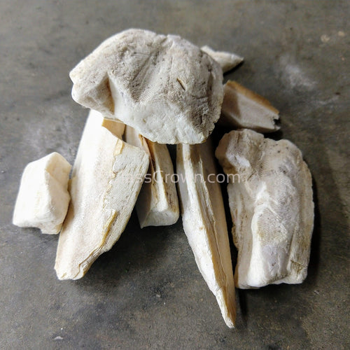 1 CENT SAMPLE 4g Cuttlebone Chunk-Aquarium Decor-Glass Grown-Glass Grown Aquatics-Aquarium live fish plants, decor