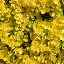 Load image into Gallery viewer, 1 CENT SAMPLE Golden lloydiella 'Golden Jenny' Stem-Aquatic Plants-Glass Grown-Glass Grown Aquatics-Aquarium live fish plants, decor
