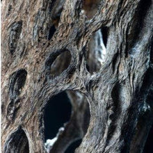Load image into Gallery viewer, 1 CENT SAMPLE Half Pipe Cholla Wood 4"+-Aquarium Decor-Glass Grown-Glass Grown Aquatics-Aquarium live fish plants, decor
