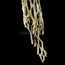 Load image into Gallery viewer, 1 CENT SAMPLE Half Pipe Cholla Wood 4"+-Aquarium Decor-Glass Grown-Glass Grown Aquatics-Aquarium live fish plants, decor
