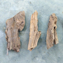 Load image into Gallery viewer, 1 CENT SAMPLE Mini Malaysian Driftwood-Aquarium Decor-Glass Grown-Glass Grown Aquatics-Aquarium live fish plants, decor
