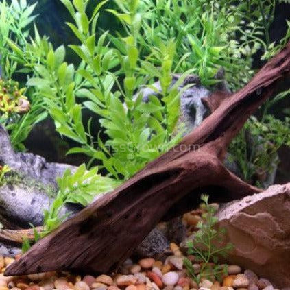 1 CENT SAMPLE Mini Malaysian Driftwood-Aquarium Decor-Glass Grown-Glass Grown Aquatics-Aquarium live fish plants, decor