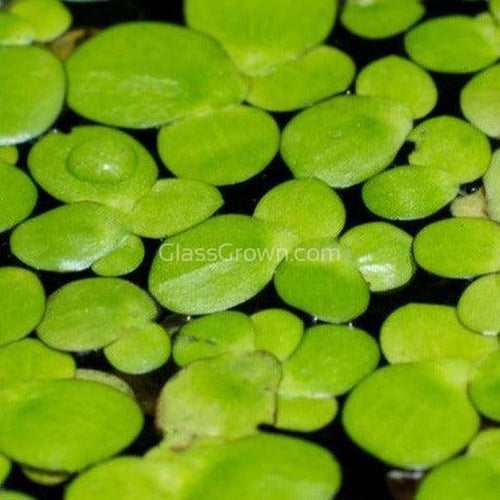 1 CENT SPECIAL Giant Purple Duckweed 2oz-Aquatic Plants-Glass Grown Aquatics-Glass Grown Aquatics-Aquarium live fish plants, decor