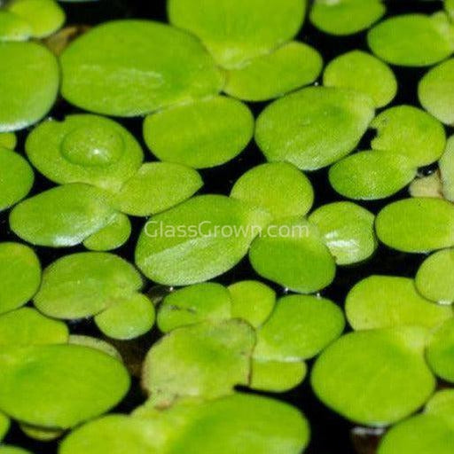 1 CENT SPECIAL Giant Purple Duckweed 2oz-Aquatic Plants-Glass Grown Aquatics-Glass Grown Aquatics-Aquarium live fish plants, decor