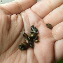 Load image into Gallery viewer, Bladder Snails 10+ Pack-Live Animals-Glass Grown-Glass Grown Aquatics-Aquarium live fish plants, decor
