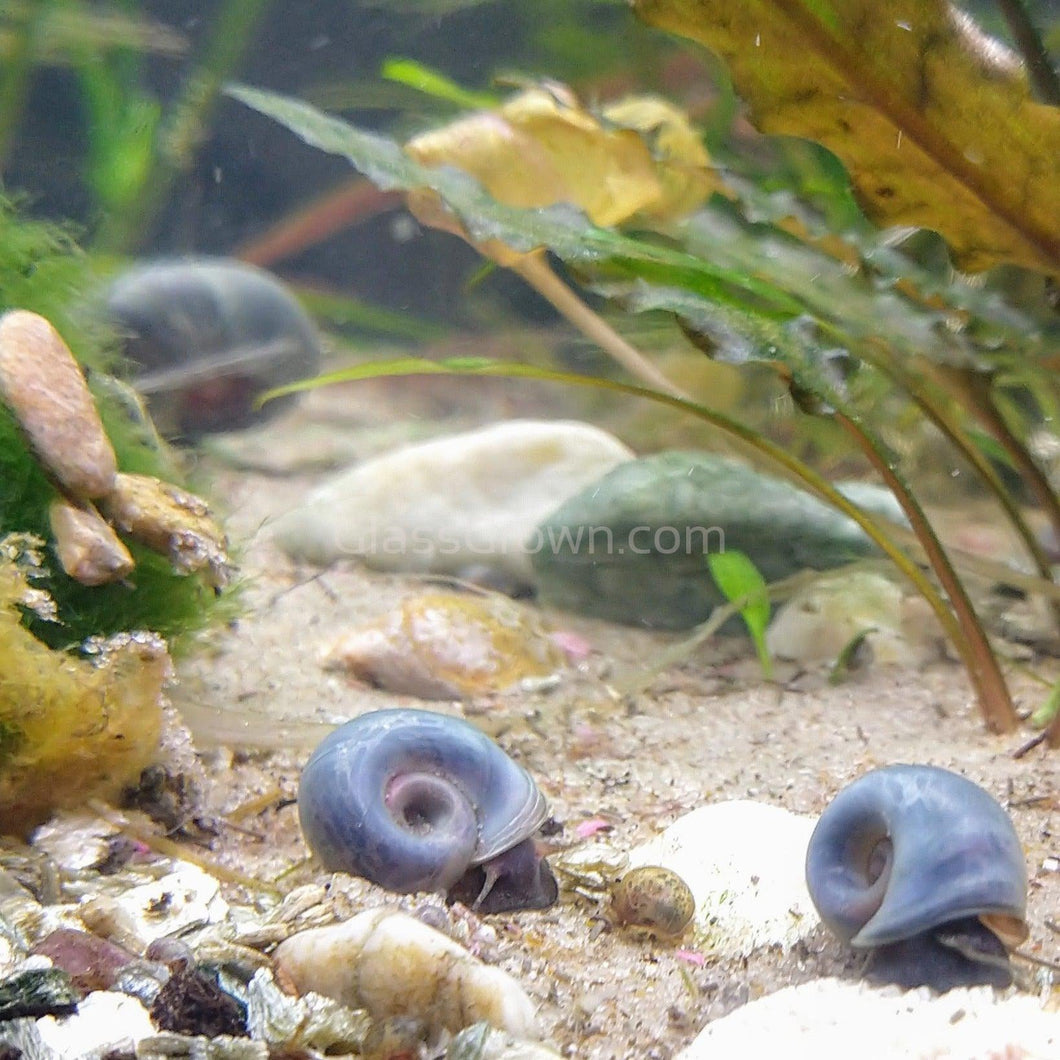 10+ Blue Ramshorn Snails – Glass Grown Aquatics