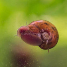 Load image into Gallery viewer, Colorful Ramshorn 10+ Snails-Live Animals-Glass Grown-Pack of Ten Snails-Glass Grown Aquatics-Aquarium live fish plants, decor
