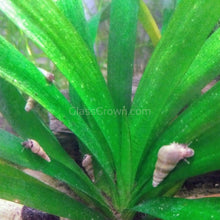 Load image into Gallery viewer, Malaysian Trumpet 10+ Snails-Live Animals-Glass Grown-Glass Grown Aquatics-Aquarium live fish plants, decor
