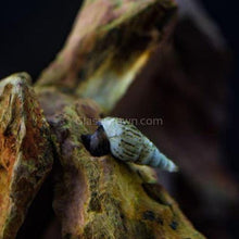 Load image into Gallery viewer, Malaysian Trumpet 10+ Snails-Live Animals-Glass Grown-Glass Grown Aquatics-Aquarium live fish plants, decor
