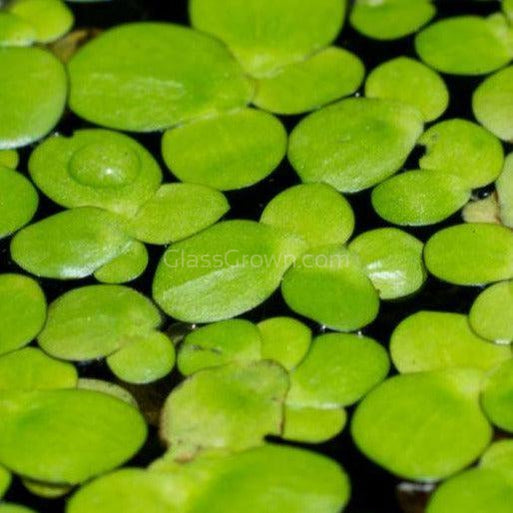 Hornwort + Duckweed (Beautiful Green Surface floatig Hornwort + Duckweed (Beautiful Green Surface floatig