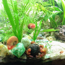 Load image into Gallery viewer, Red Ramshorn 10+ Snails-Live Animals-Glass Grown-Glass Grown Aquatics-Aquarium live fish plants, decor
