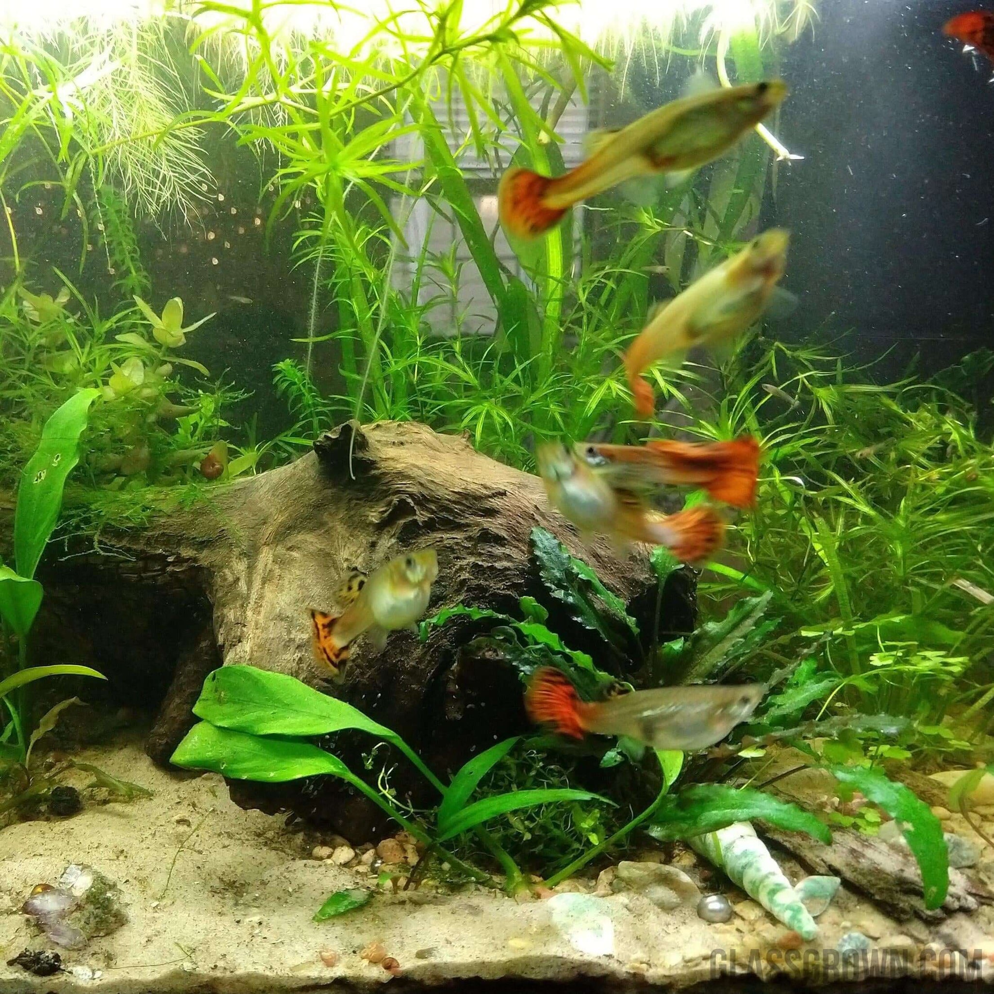 Beginner Aquarium Plant Pack  Live Trimmings Grower's Choice | Glass Grown  Aquatics