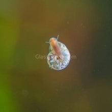 Load image into Gallery viewer, Feeder Snails 100+ Pack-Live Animals-Glass Grown-Glass Grown Aquatics-Aquarium live fish plants, decor
