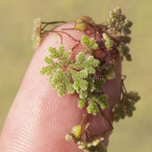 Load image into Gallery viewer, Azolla Fairy Moss Floaters 2oz Portion-Aquatic Plants-Glass Grown Aquatics-Glass Grown Aquatics-Aquarium live fish plants, decor
