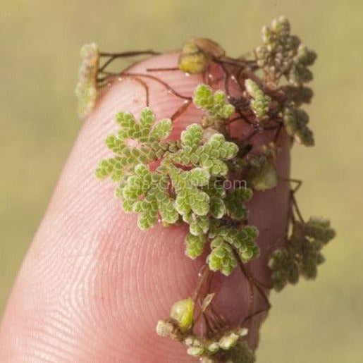 Azolla Fairy Moss Floaters 2oz Portion-Aquatic Plants-Glass Grown Aquatics-Glass Grown Aquatics-Aquarium live fish plants, decor