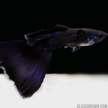 Load image into Gallery viewer, Black Moscow Guppy 12 Fry Pack-Live Animals-Glass Grown-Glass Grown Aquatics-Aquarium live fish plants, decor
