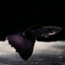 Load image into Gallery viewer, Black Moscow Guppy 12 Fry Pack-Live Animals-Glass Grown-Glass Grown Aquatics-Aquarium live fish plants, decor
