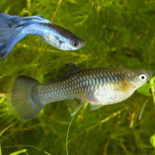 Load image into Gallery viewer, Blue Moscow Guppy 12 Fry Pack-Live Animals-Glass Grown-Glass Grown Aquatics-Aquarium live fish plants, decor
