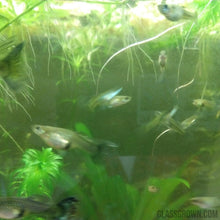 Load image into Gallery viewer, Blue Moscow Guppy 12 Fry Pack-Live Animals-Glass Grown-Glass Grown Aquatics-Aquarium live fish plants, decor
