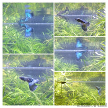 Load image into Gallery viewer, Blue Moscow Guppy 12 Fry Pack-Live Animals-Glass Grown-Glass Grown Aquatics-Aquarium live fish plants, decor
