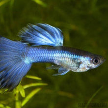 Load image into Gallery viewer, Blue Moscow Guppy 12 Fry Pack-Live Animals-Glass Grown-Glass Grown Aquatics-Aquarium live fish plants, decor
