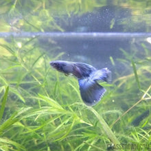 Load image into Gallery viewer, Blue Moscow Guppy 12 Fry Pack-Live Animals-Glass Grown-Glass Grown Aquatics-Aquarium live fish plants, decor
