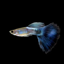 Load image into Gallery viewer, Blue Moscow Guppy 12 Fry Pack-Live Animals-Glass Grown-Glass Grown Aquatics-Aquarium live fish plants, decor
