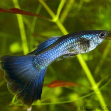 Load image into Gallery viewer, Blue Moscow Guppy 12 Fry Pack-Live Animals-Glass Grown-Glass Grown Aquatics-Aquarium live fish plants, decor
