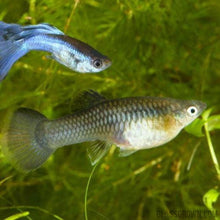 Load image into Gallery viewer, Blue Moscow Guppy 12 Fry Pack-Live Animals-Glass Grown-Glass Grown Aquatics-Aquarium live fish plants, decor
