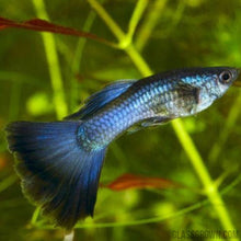 Load image into Gallery viewer, Blue Moscow Guppy 12 Fry Pack-Live Animals-Glass Grown-Glass Grown Aquatics-Aquarium live fish plants, decor
