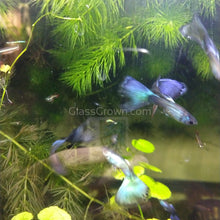 Load image into Gallery viewer, Hawaiian Blue Moscow Guppy 12 Fry Pack-Live Animals-Glass Grown-Glass Grown Aquatics-Aquarium live fish plants, decor
