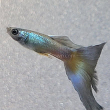 Load image into Gallery viewer, Hawaiian Blue Moscow Guppy 12 Fry Pack-Live Animals-Glass Grown-Glass Grown Aquatics-Aquarium live fish plants, decor
