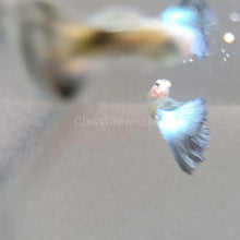 Load image into Gallery viewer, Hawaiian Blue Moscow Guppy 12 Fry Pack-Live Animals-Glass Grown-Glass Grown Aquatics-Aquarium live fish plants, decor
