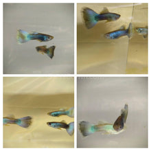 Load image into Gallery viewer, Hawaiian Blue Moscow Guppy 12 Fry Pack-Live Animals-Glass Grown-Glass Grown Aquatics-Aquarium live fish plants, decor
