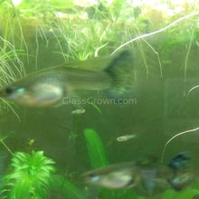 Load image into Gallery viewer, Hawaiian Blue Moscow Guppy 12 Fry Pack-Live Animals-Glass Grown-Glass Grown Aquatics-Aquarium live fish plants, decor
