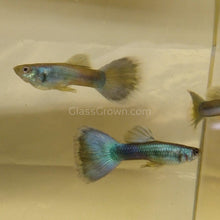 Load image into Gallery viewer, Hawaiian Blue Moscow Guppy 12 Fry Pack-Live Animals-Glass Grown-Glass Grown Aquatics-Aquarium live fish plants, decor
