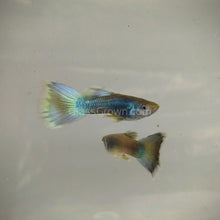 Load image into Gallery viewer, Hawaiian Blue Moscow Guppy 12 Fry Pack-Live Animals-Glass Grown-Glass Grown Aquatics-Aquarium live fish plants, decor
