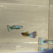 Load image into Gallery viewer, Hawaiian Blue Moscow Guppy 12 Fry Pack-Live Animals-Glass Grown-Glass Grown Aquatics-Aquarium live fish plants, decor
